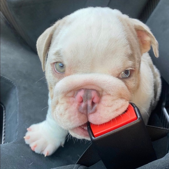 Meet your Posher, Emma - Picture 1 of 1